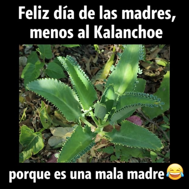 Memes del Día de las Madres en México. Foto: X