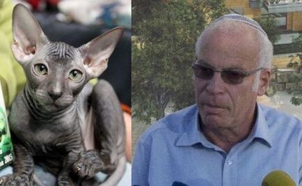 Ministro israelí propone deportar a gatos callejeros