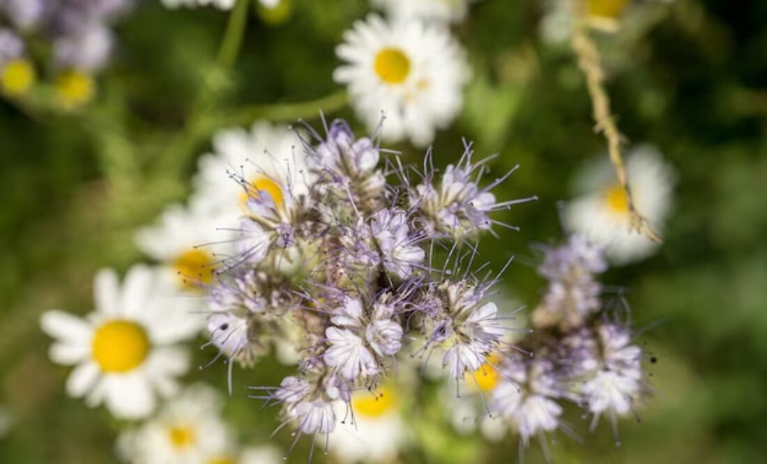 Polen en las plantas. fuente: Freepik