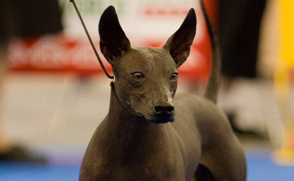 Xoloitzcuintle, un ícono de la cultura de México Foto: AP / Eduardo Verdugo