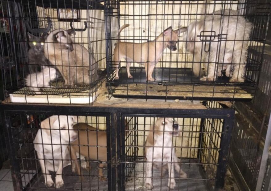 Aseguran veterinaria en Morelia por presunto maltrato animal