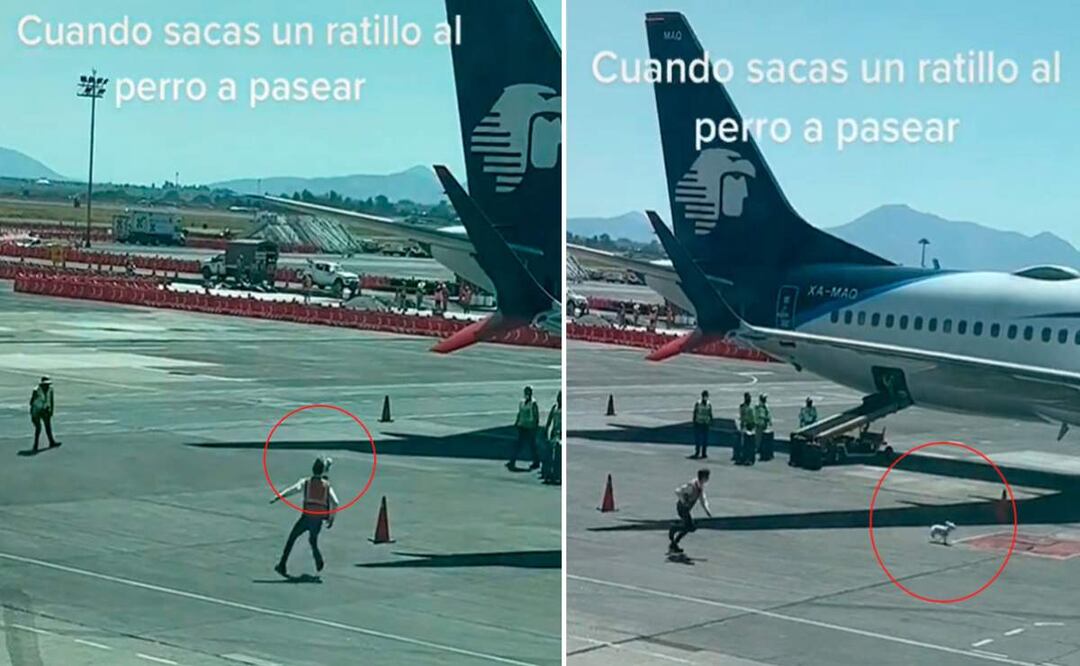 Fue a través de la cuenta de @rbrionesr que se viralizó un video en donde un lomito era perseguido por varias personas a través de la pista de aterrizaje de un aeropuerto