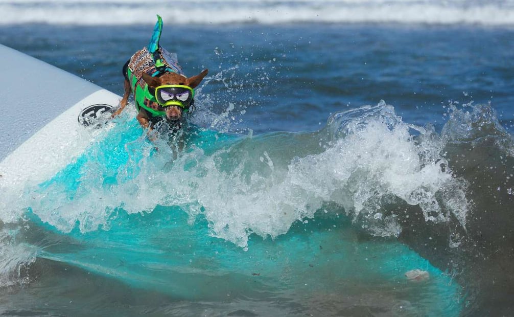 La competencia reúne a canes de distintos tamaños en una jornada que combina surf, adopción de mascotas y apoyo a organizaciones protectoras de animales. (02/08/26) Foto: AFP