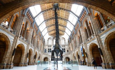 Esqueleto de dinosaurio inicia gira en Reino Unido