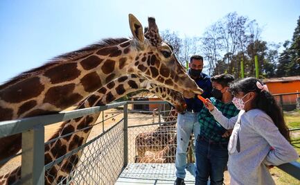 Por trabajos de mantenimiento, anuncian cierre temporal del zoológico y Parque Ecológico Zacango