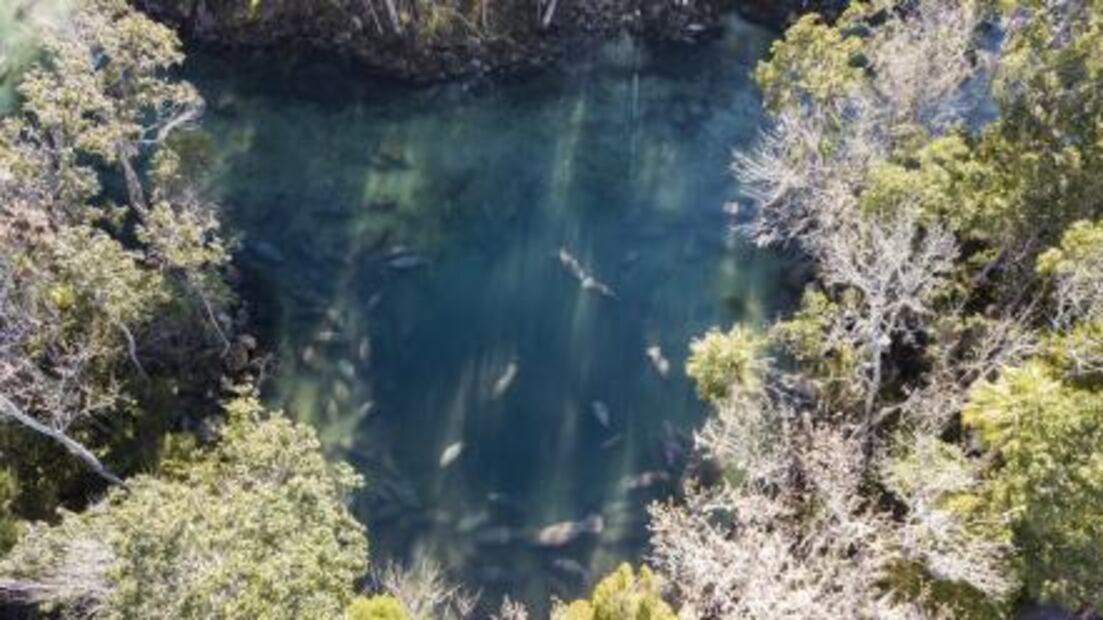 Tortugas aturdidas y manatíes que buscan refugio por ola de frío en Florida