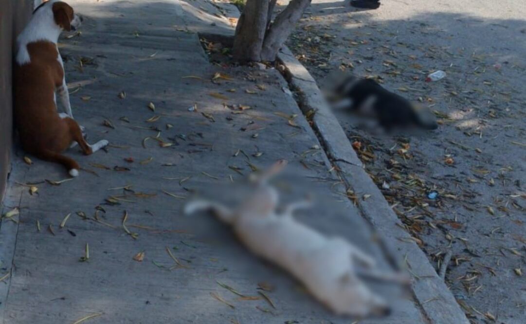 Envenenan cuatro perros y un gato en Motul y Kanasín (21/08/2025). Foto: Especial