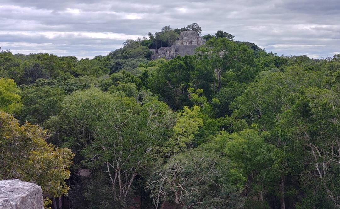 Foto: Cortesía del Consejo Civil Mexicano para la Silvicultura Sostenible Península de Yucatán