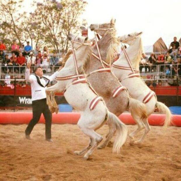El niño que creció junto a los animales de un circo