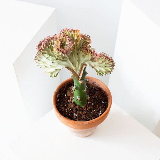 Euphorbia lactea, la planta de interior llamativa y fácil de cuidar. Fuente: Freepik.