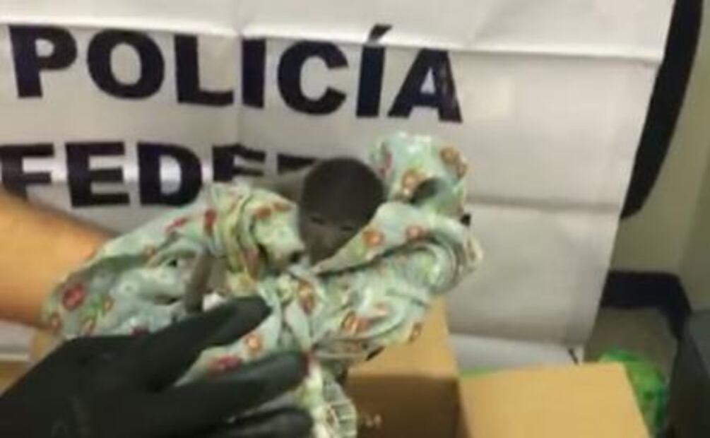 Rescatan a mono bebé y dos tucanes en Tlaquepaque, Jalisco