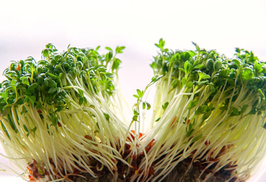 La alfalfa es una leguminosa rica en fibra y antioxidantes. Foto: Unsplash