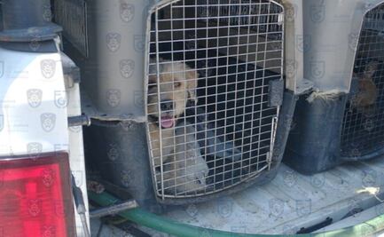 Buscan aumentar sanciones por maltrato animal en CDMX 