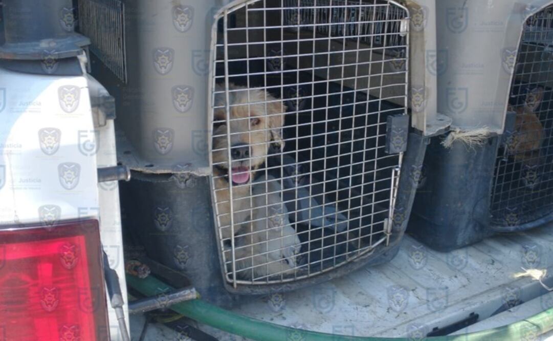 Buscan aumentar sanciones por maltrato animal en CDMX