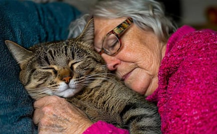 ¿Acariciar gatitos reduce el estrés?; ciencia respalda su poder contra la ansiedad y hasta el dolor