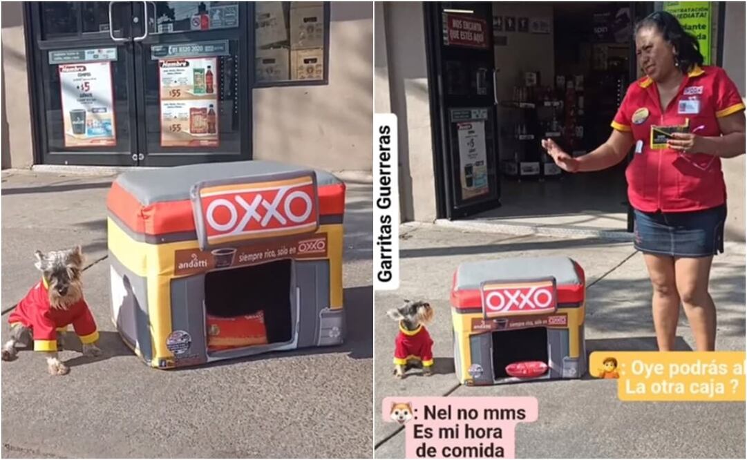 El video cuenta con 387 mil reproducciones, más de 71 mil “likes” y con diversos comentarios por parte de usuarios de la red social. Foto: TikTok. @any_garritasguerreras