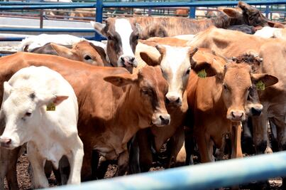 Colocan filtros para evitar ingreso de carne contaminada en Aguascalientes