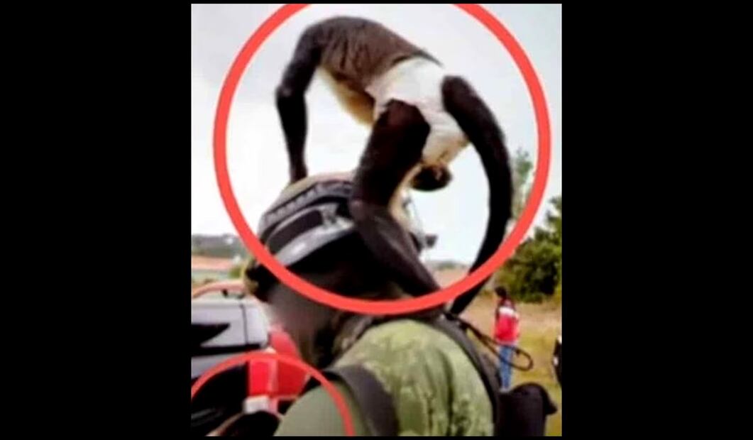 mono araña. Foto: especial