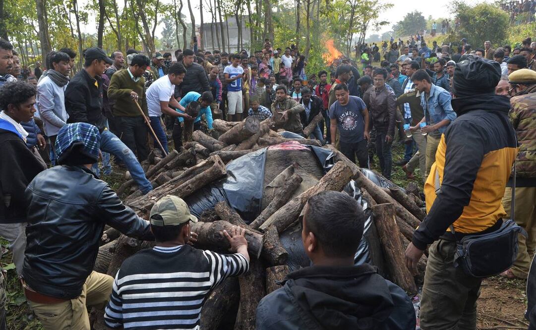 Un tren en India atropelló a dos elefantes cuando cruzaban las vías (Foto: AFP)