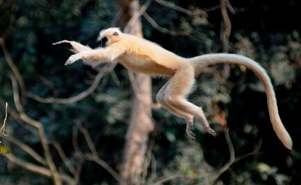 Ataques en serie de monos dejan más de 40 heridos en Japón