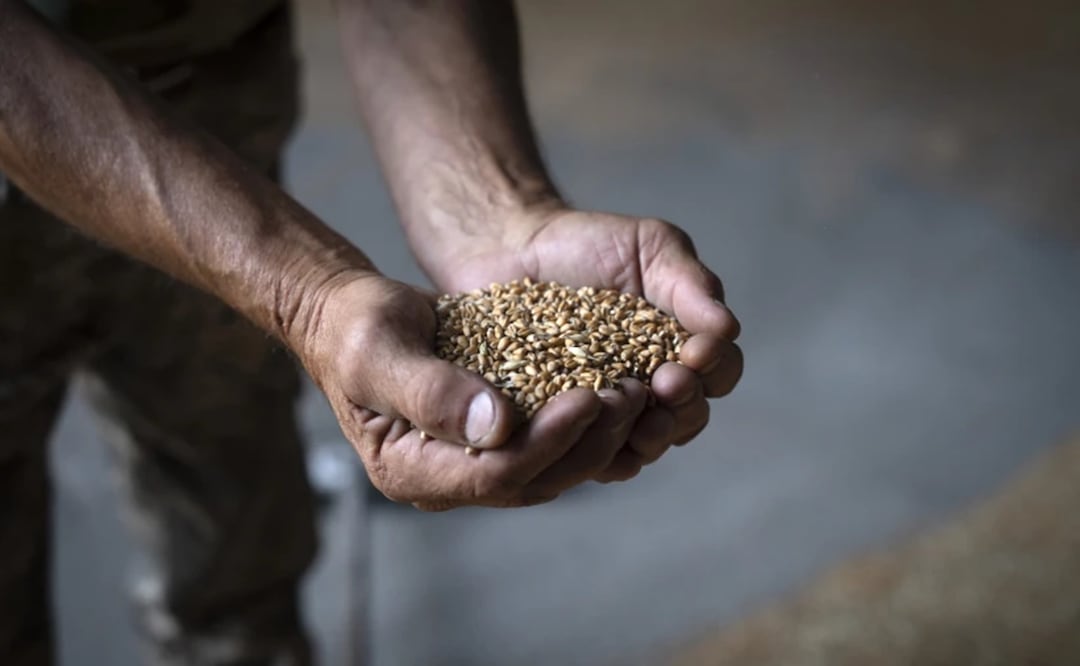 Un granjero sostiene un puñado de trigo en un granero de una granja privada, el jueves 10 de agosto de 2023, en Zhurivka, en la región de Kiev, Ucrania. Foto: AP