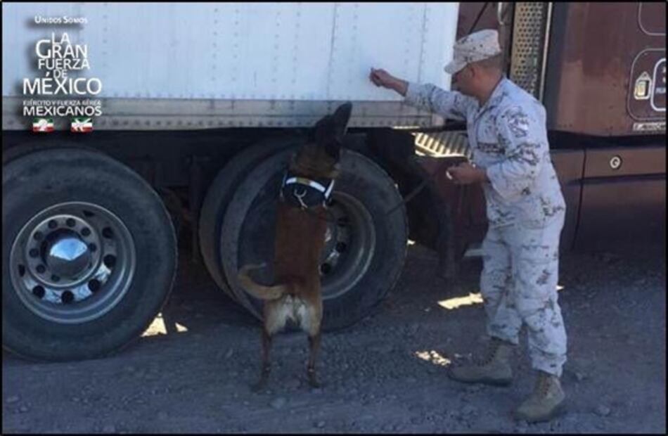 Decomisan 300 kilos de droga en Baja California Sur