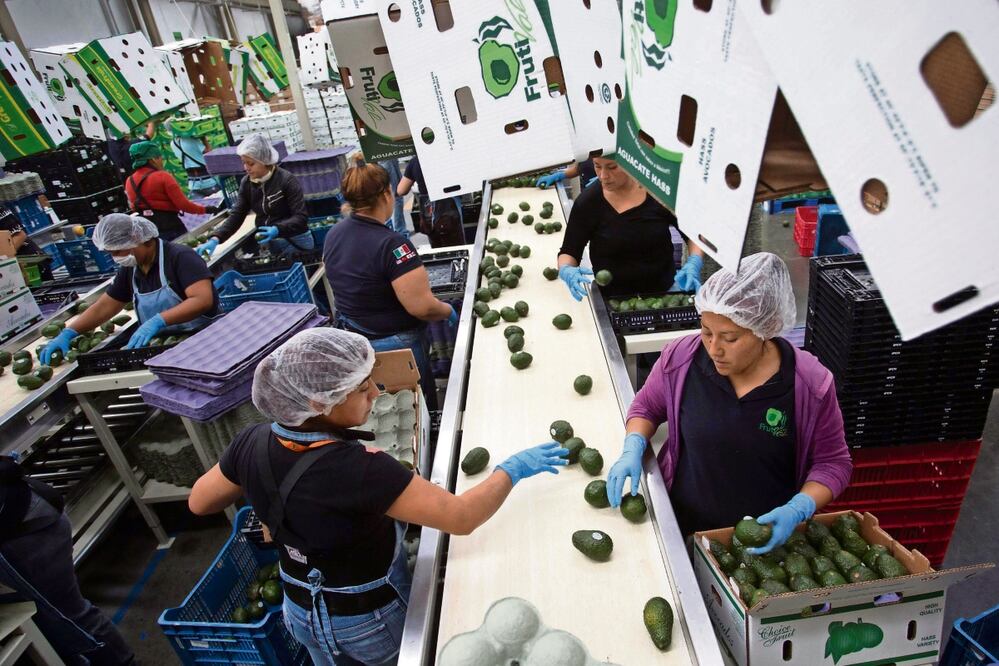 Expertos ven en exportaciones agropecuarias a uno de los sectores menos afectados. Foto: Archivo / EL UNIVERSAL