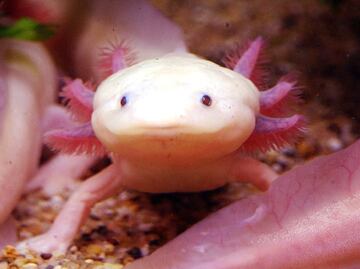 The Mexican women protecting axolotls