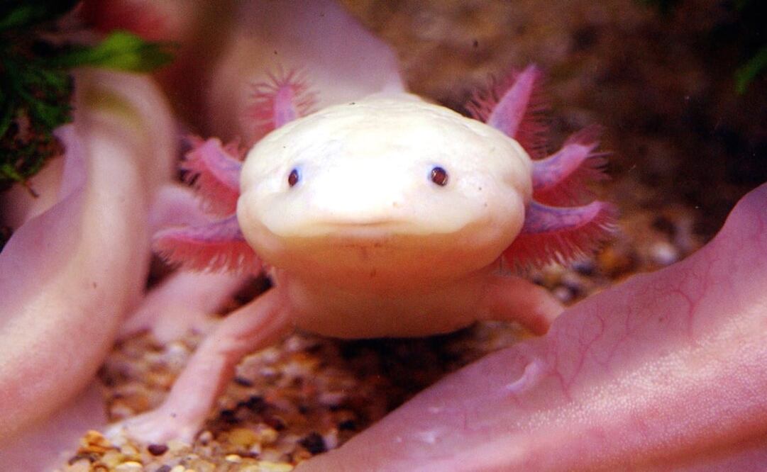 Axolotls are endemic to Xochimilco – Photo: Sam Yeh/AFP