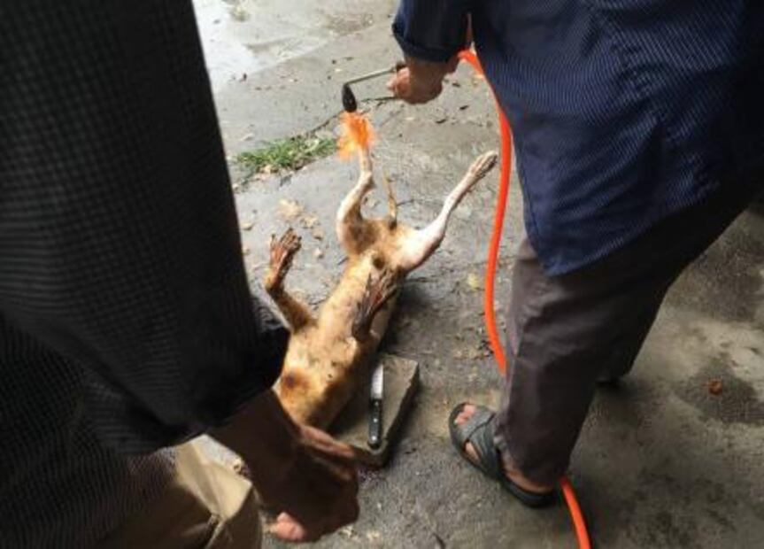 Inicia en China polémico festival de carne de perro pese a prohibición