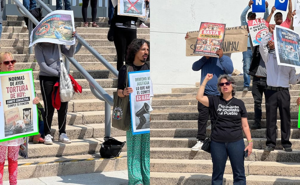Exigen animalistas frenar pruebas en Universidad de Puebla; acusan crueldad contra roedores.
Foto: Especial.