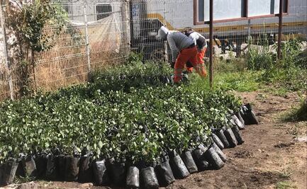 Donan 8 mil árboles para reforestar diversas zonas de la ciudad de Puebla