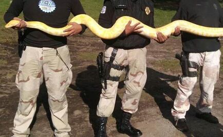 Policías de EU intimidaban a reclusos con pitón 