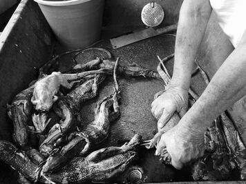 Iguana, un manjar zapoteca para Semana Santa