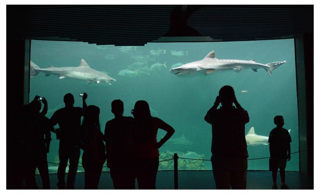 Foto: Édgar Ávila Pérez / Archivo EL UNIVERSAL