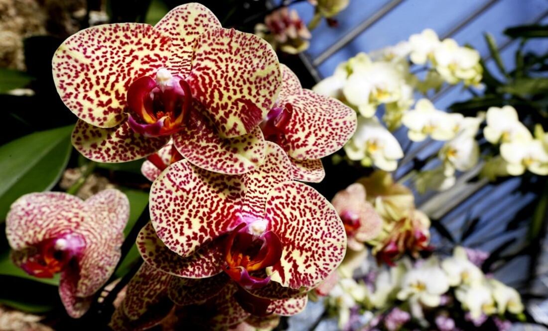 Deforestation is putting Mexican orchids at risk- Photo: Kirsty Wigglesworth/AP