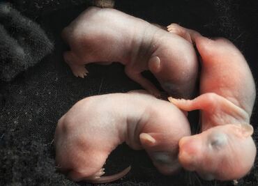 Japón autoriza a expertos crear embriones animales con células humanas