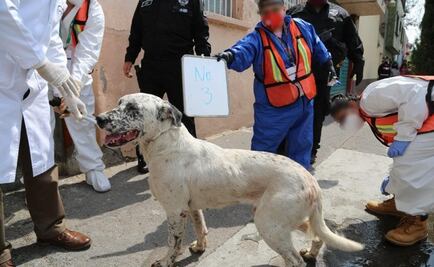 Rescatan a 27 perros en hacinamiento en alcaldía Cuauhtémoc