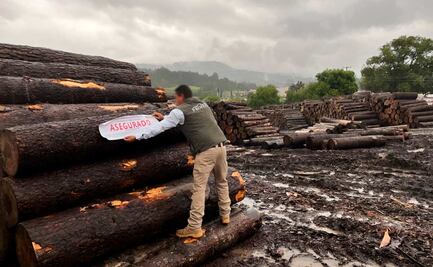FGR inicia investigación por tala ilegal en Reserva de la Mariposa Monarca; Profepa recuerda que zona es patrimonio natural