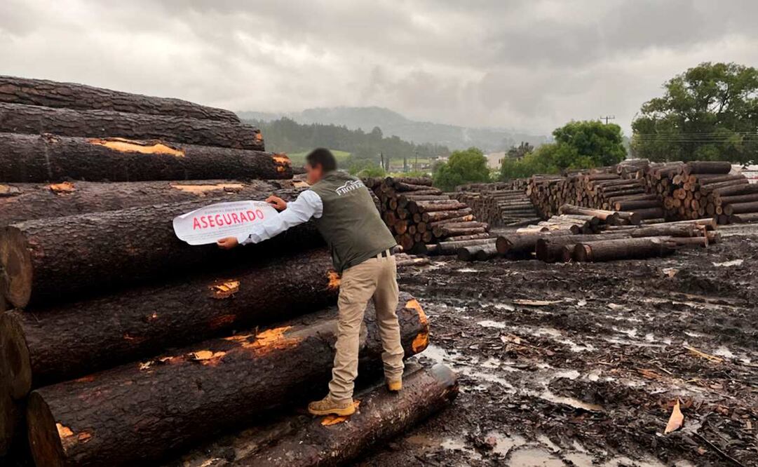 Aseguran 3 mil 455 metros cúbicos de madera en dos aserraderos en el área de influencia de la Reserva de la Biosfera de la Mariposa Monarca. Foto: Profepa