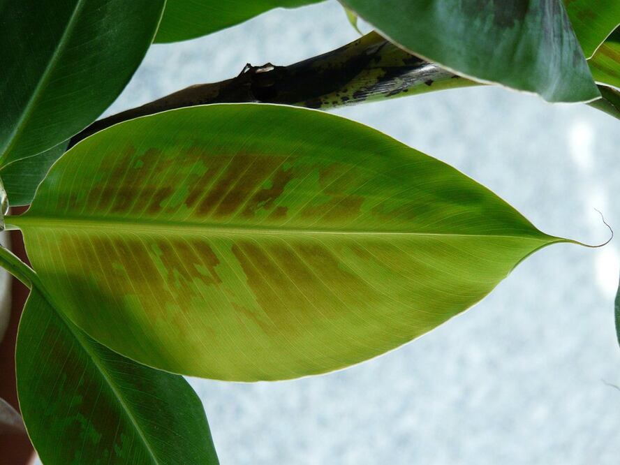 Son una excelente fuente de vitaminas / Foto: Pixabay