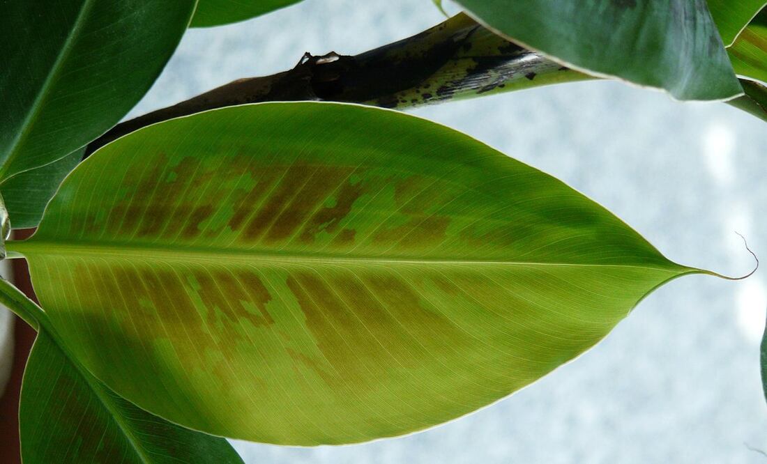 Son una excelente fuente de vitaminas / Foto: Pixabay