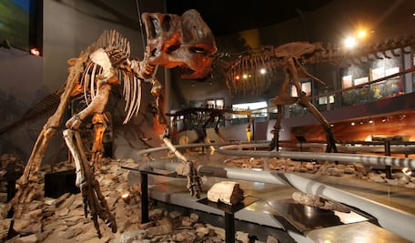 ​Abren exposición de esqueletos de dinosaurios
