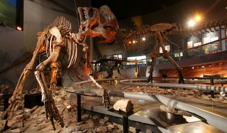 ​Abren exposición de esqueletos de dinosaurios