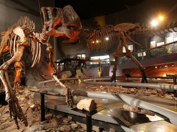 Abren exposición de esqueletos de dinosaurios