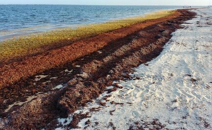 Descomposicion de sargazo en Caribe Mexicano mató a organismos de 78 especies de fauna marina: estudio