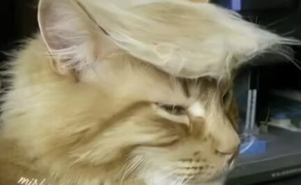 El freno de los aranceles de Donald Trump y el triunfo del Chivas ante el América en los memes de la semana