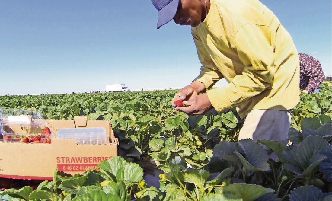 Especialistas afirman que Donald Trump no podrá cumplir sus amenazas contra migrantes porque gran parte de su economía depende de ellos (ARCHIVO. EL UNIVERSAL)