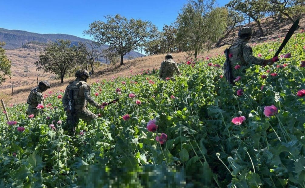 Plantíos de amapola en Nayarit. Foto: especial