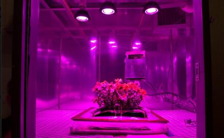 La NASA quiere sembrar plantas en el espacio